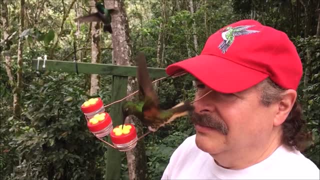 Hummingbird Hat for Bird Lovers