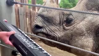 Bandhu the rhino plays piano on his 12th birthday