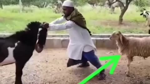Funny video