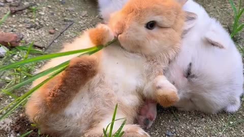 Rabbit and puppy true love