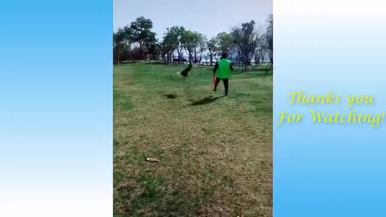 Funny Animal Videos 2020 - Impossible Not To Laugh - Funny Videos
