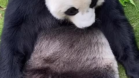 panda