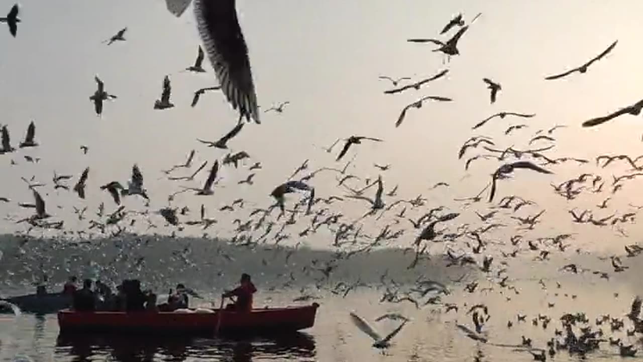 Beautiful birds in the afternoon