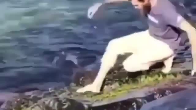 save the tortoise stuck in the rocks