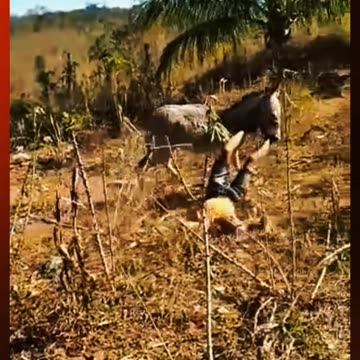 Boy hit the donkey 😭