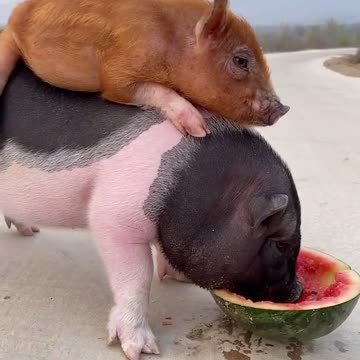 Black and with Mr Red