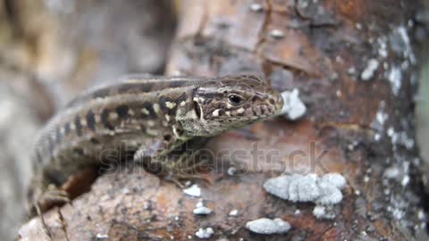 Lizard close up