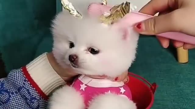 Funny and Cute Dogs Videos Compilation (2022)