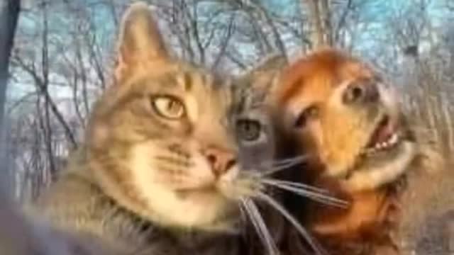 Cute parrot and funny dog cat video.