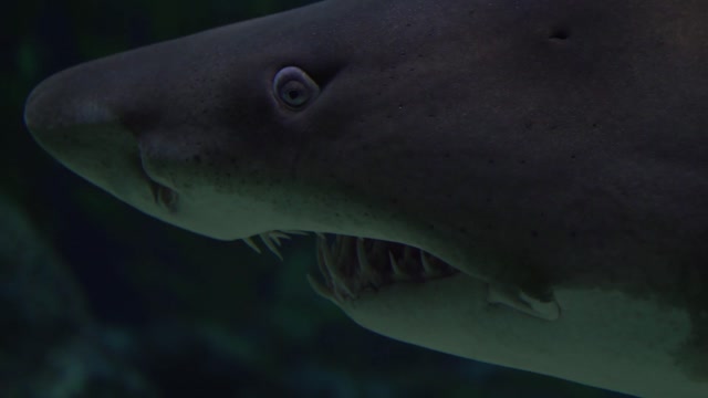 Deepwater Shark One Of The Biggest Animals In The World !