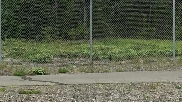 Nimble Bear Climbs a Fence