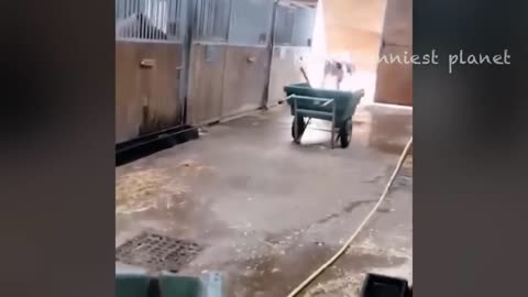 Funniest Dogs And Cats Videos 😅 - Best Funny Animals Videos 2024😇 Part 139