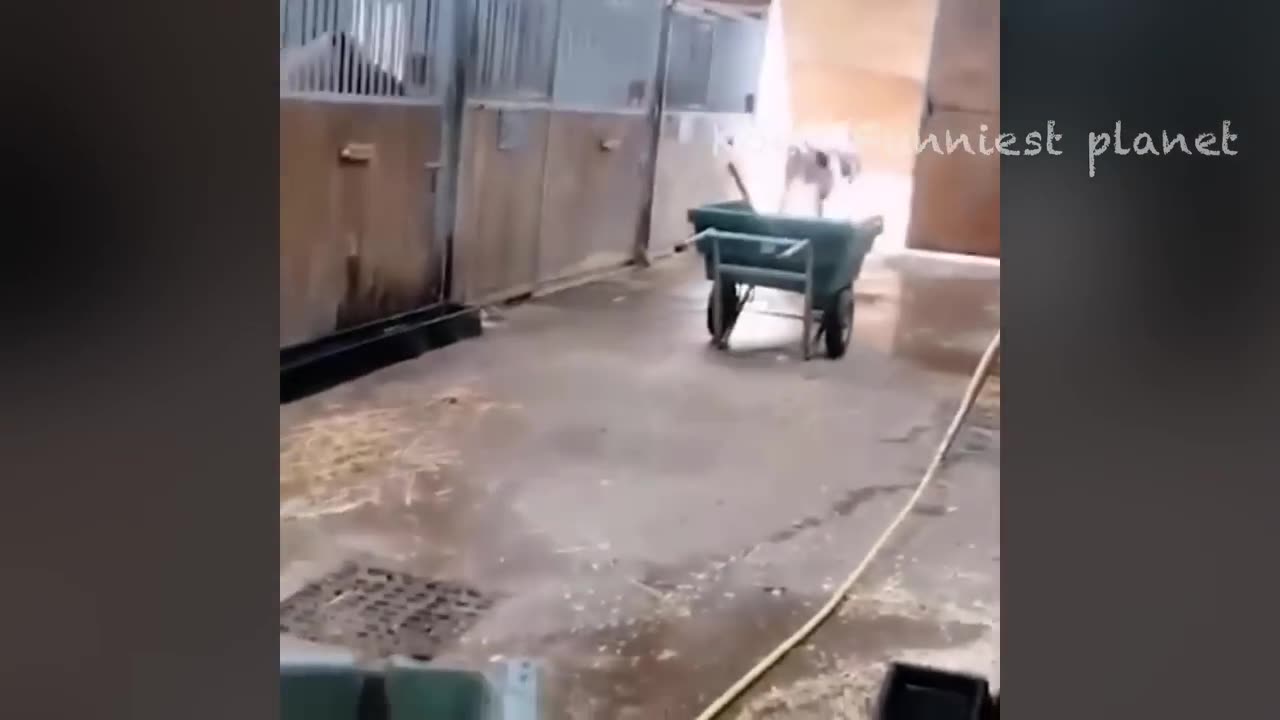 Funniest Dogs And Cats Videos 😅 - Best Funny Animals Videos 2024😇 Part 139