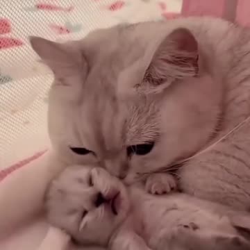 Hey one in a Million love cat ------ Cute kitten hugs puppy _shorts _pets _cats _puppy _dog