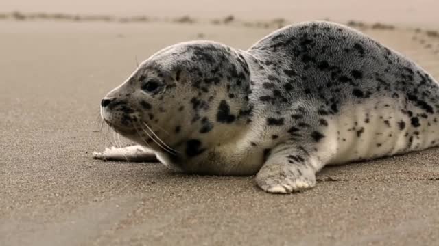 Latest version of the year|Beautiful Baby Seals|Interesting pet dogs and cats