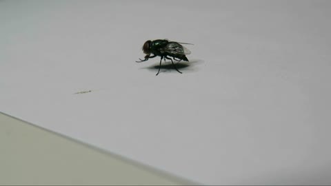 Flies that are taking a shit