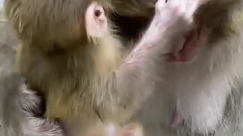 Real Monkey | Animals Videos life activities and Fun man at the end clip