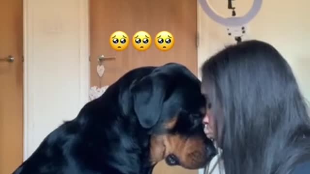 Who is Your Mama , Wait For The Rottweiler Reaction .mp4