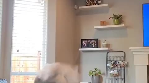 parrot shaking his head