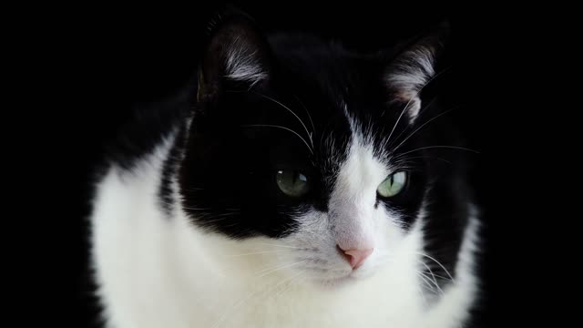 The whiskers of animal cats are different colors of the eyes