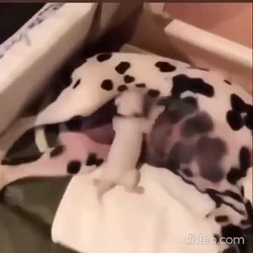 Dog Puppy Pet #Puppy #Pet #Dog #animals #shorts