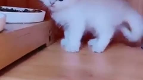 Upload the sound and point the cute cat video