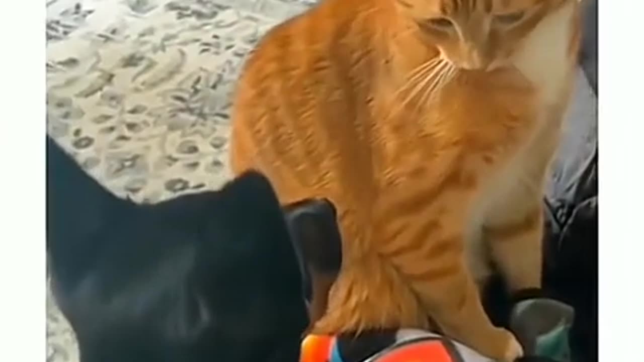 funny dogs and cats videos