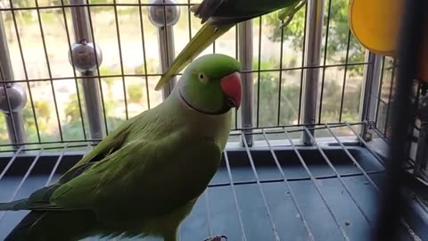 Jhoom- Barabar- Jhoom- Parrots