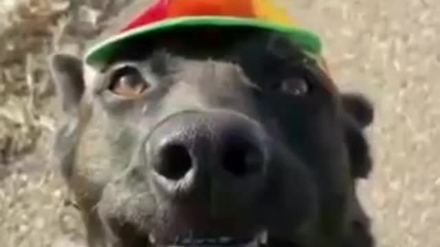 Best Funny animals Compilation/ YOU WILL GET STOMACHACH FROM LAUGHING