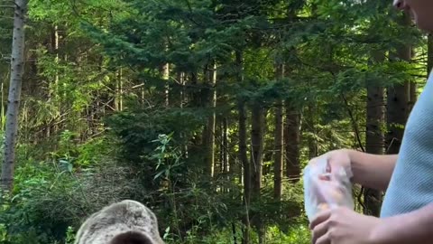 Never feed wild bears 👀