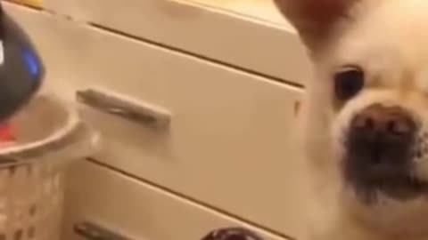 cute animals . funny animals. interesting actions of animals.
