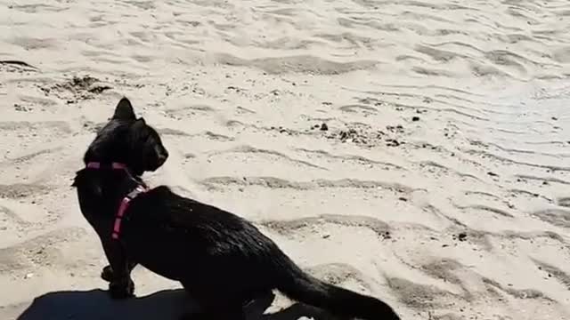 Black cats can swim so easily and cross the beach