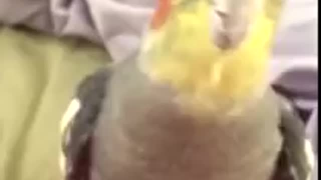 Cockatiel Singing Tequila