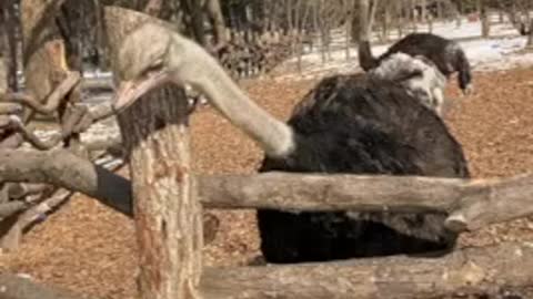 The ostrich is saying hi.