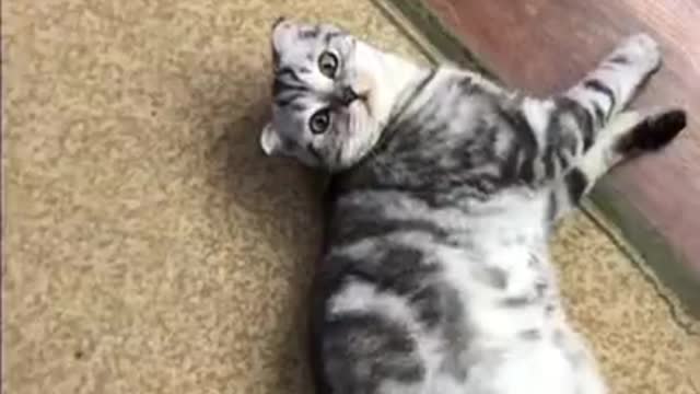 Cats are so funny PART 688 FUNNY CAT VIDEOS TIK TOK