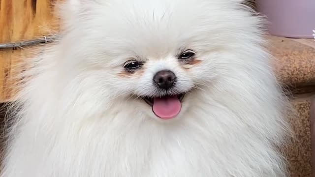 The world best dog laughing video