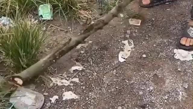 Un chien tres intellgent