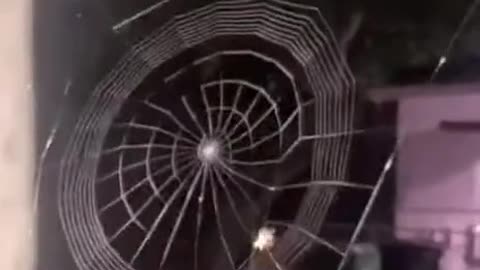 The fastest spider I ever seen!