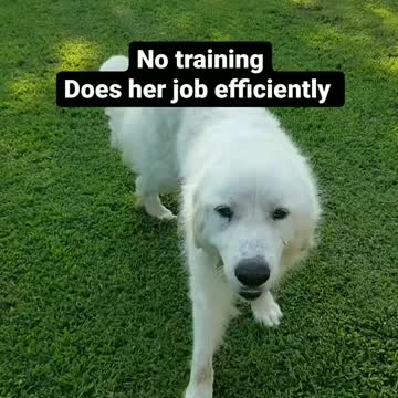 Livestock Guardian versus Rescued Dog