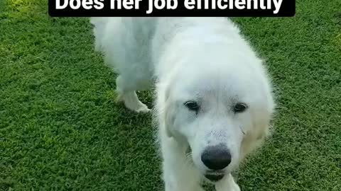 Livestock Guardian versus Rescued Dog