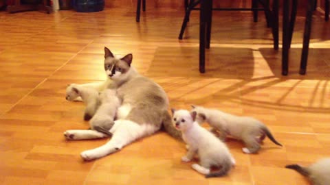 House Cat with her kittens