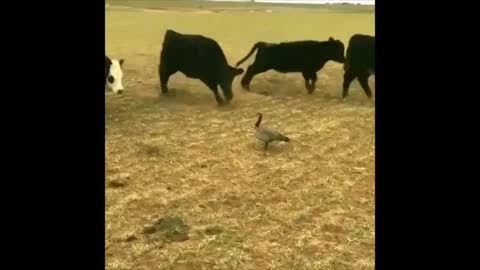 Unbelievable Cows vs Duck