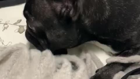 This French Bulldog has an irrational fear of bath bubbles