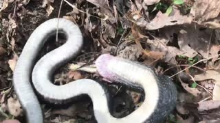 Hognose snake plays dead in Oscar-worthy performance