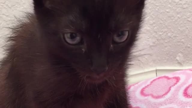 Kitten Tiny Tongue