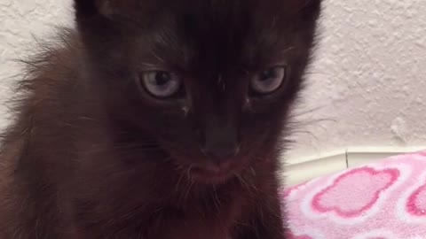 Kitten Tiny Tongue