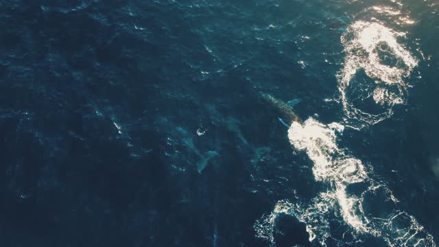 A Pod of Humpback Whales cruising the South West Coast of Australia