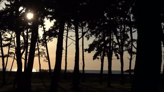 the sunset red through the pine trees