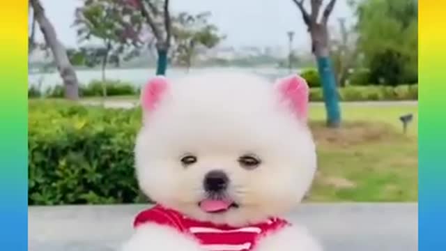 35 Cute and Funny Dog Videos Compilation