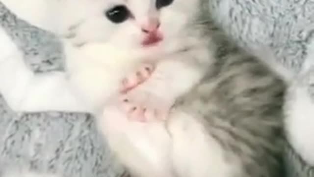 New cute cat white edition